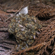 Image for article titled Meet the "hot defensive bee ball," one of the craziest tactics in the animal kingdom